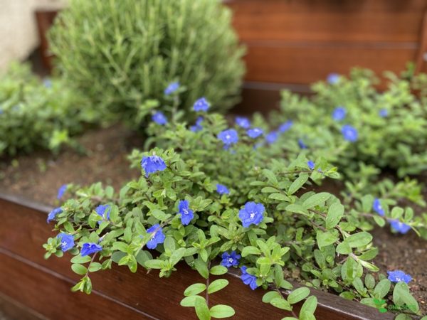 One Seed 庭のデザイン　コンサルタント　ガーデニング　庭手入れ　横浜市青葉区