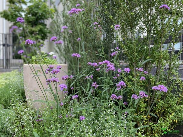 One Seed 庭のデザイン　コンサルタント　ガーデニング　ビーガン料理　横浜市青葉区