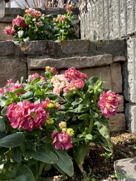 横浜市青葉区ガーデンコンサルタント・デザイン・定期管理