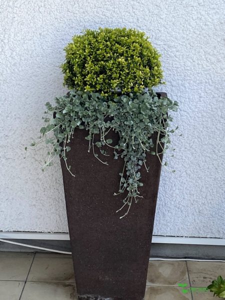 横浜市青葉区ガーデンコンサルタント　デザイン　庭管理