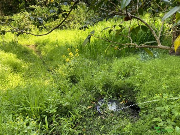 横浜市青葉区ガーデンコンサルタント　デザイン　庭管理