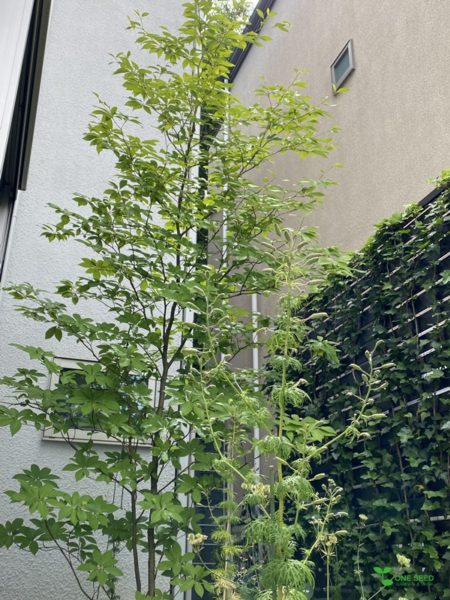 育てる庭 横浜市青葉区庭デザイン