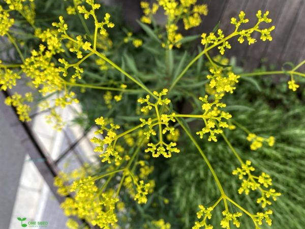 横浜市青葉区　ガーデンコンサルタント　庭デザイン