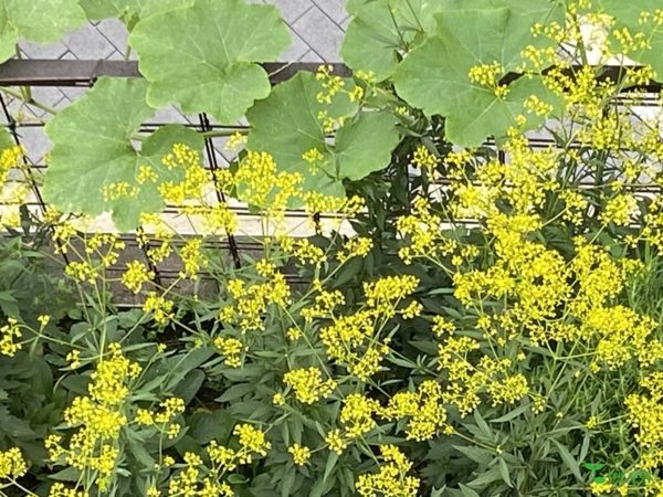 横浜市青葉区　ガーデンコンサルタント　庭デザイン