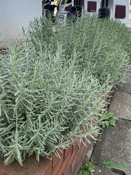 横浜市青葉区　ガーデンコンサルタント　庭デザイン