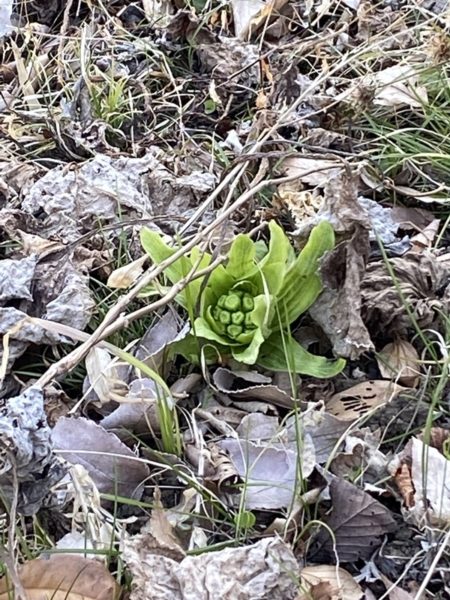 横浜市青葉区庭デザイン　ガーデンコンサルタント　