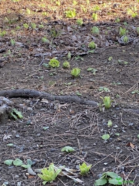 横浜市青葉区庭デザイン　ガーデンコンサルタント　