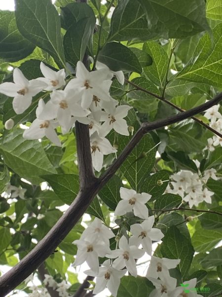 庭デザイン　ガーデンデザイン　庭相談　定期管理