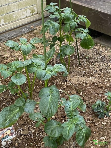 庭デザイン　ガーデンデザイン　庭相談　