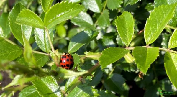 One Seed 庭のデザイン　コンサルタント　定期管理　ビーガン料理　ベジタリアン料理