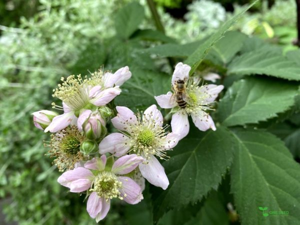 One Seed ビーガン料理 ベジタリアン料理 サスティナブル 地球環境