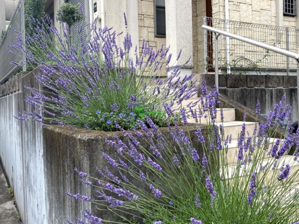 One Seed 庭のデザイン コンサルタント 定期管理 庭作業