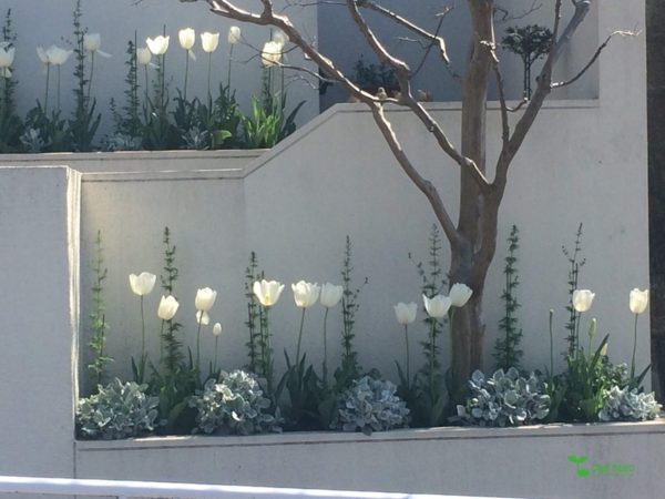 One Seed 庭のデザイン　コンサルタント　定期管理　ビーガン料理　ベジタリアン料理