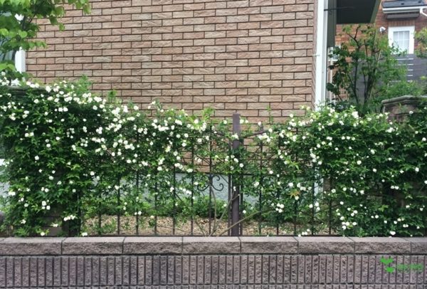 庭 植栽選び One Seed 庭のデザイン 定期管理 ガーデニング