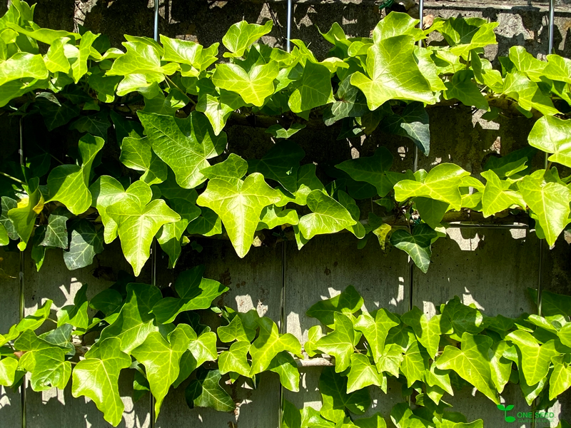 横浜市青葉区　庭　ガーデニング　ガーデンデザイン　庭リフォーム