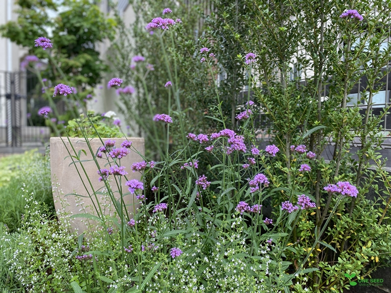 One Seed 庭のデザイン コンサルタント ガーデニング ビーガン料理 横浜市青葉区