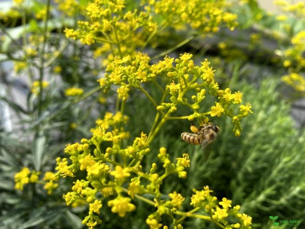 One Seed 庭のデザイン コンサルタント ガーデニング 庭のデザイン管理 横浜市青葉区