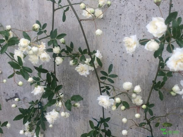 横浜市青葉区庭　ガーデンデザイン　地球環境