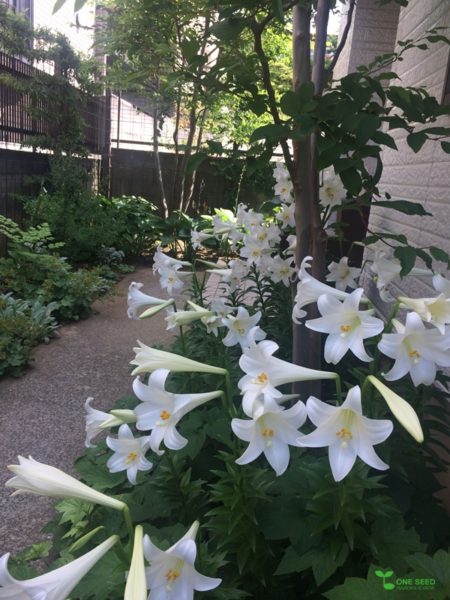 庭 植栽選び 骨格 デザイン 統一感 One Seed 庭のデザイン コンサルタント 定期管理