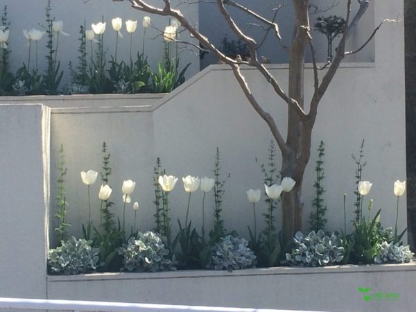 One Seed 庭のデザイン コンサルタント ガーデニング ビーガン料理 横浜市青葉区