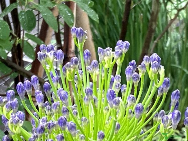 One Seed 安藤賢香 横浜市青葉区 庭デザイン 庭相談 ビーガン