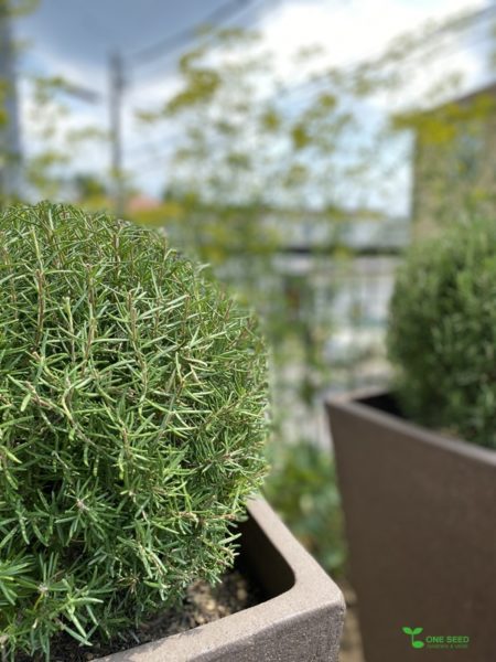 One Seed 庭のデザイン　ガーデニング　秋の庭仕事　横浜市青葉区