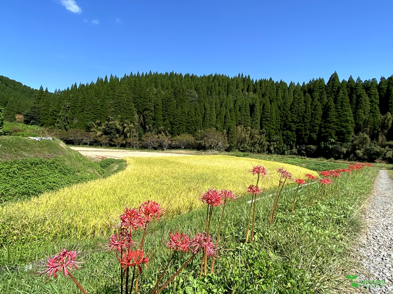 横浜市青葉区ガーデンコンサルタント　庭デザイン　庭管理