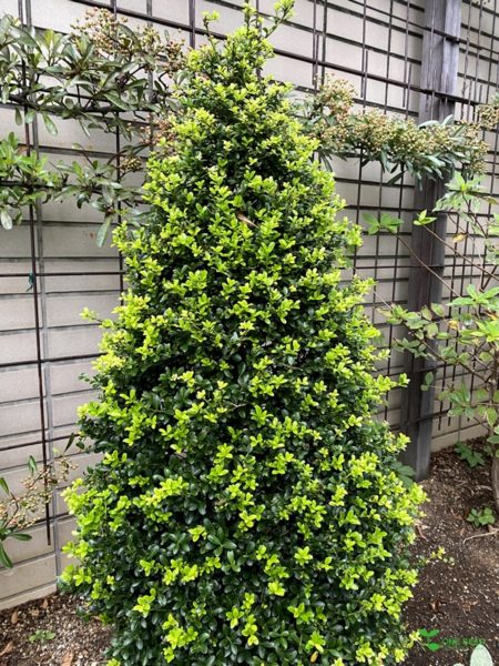 庭のポイント・ガーデンデザイン・庭仕事