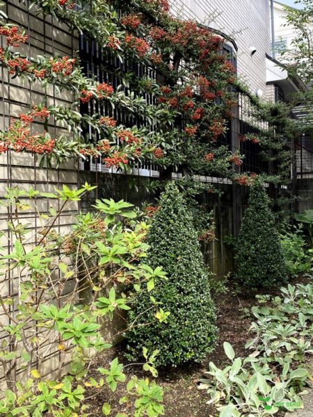 One Seed 庭のデザイン　コンサルタント　ガーデニング コニファー　横浜市青葉区