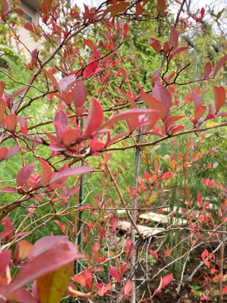 横浜市青葉区　庭のデザイン　コンサルタント　定期管理　ビーガン料理　ベジタリアン料理