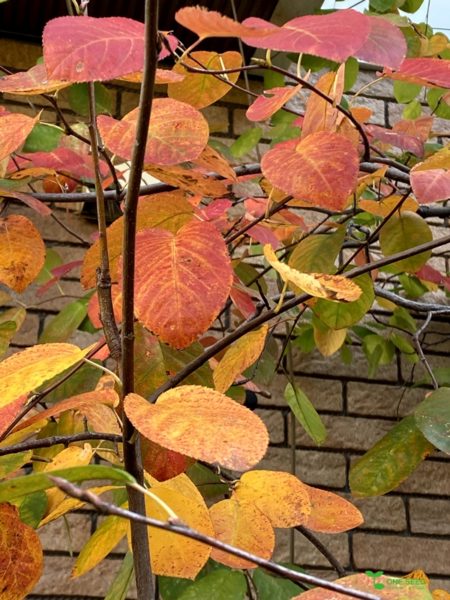 横浜市青葉区庭　ガーデンデザイン　ガーデニング