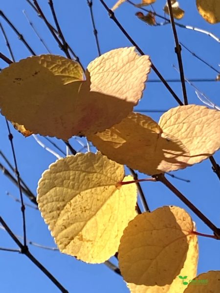 横浜市青葉区庭　ガーデンデザイン　ガーデニング