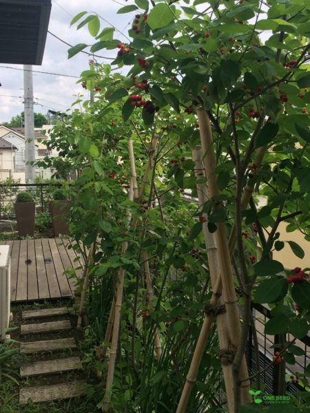 横浜市青葉区庭　ガーデンデザイン　ガーデニング