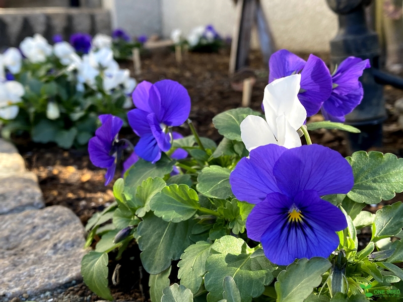 横浜市青葉区庭　ガーデンデザイン　ガーデニング