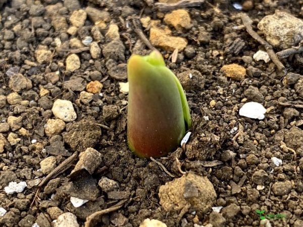 横浜市青葉区　庭　庭デザイン　施工