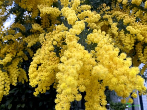 横浜市青葉区ガーデンコンサルタント・デザイン・定期管理