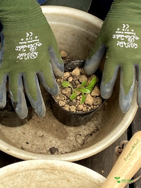 横浜市青葉区ガーデンコンサルタント・デザイン・定期管理