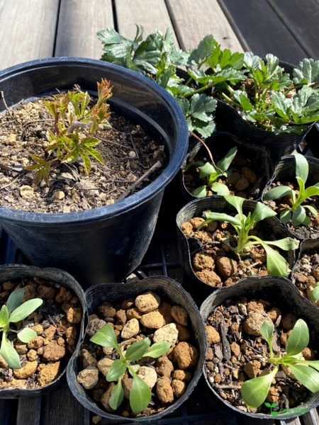 横浜市青葉区ガーデンコンサルタント・デザイン・定期管理