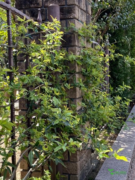 横浜市青葉区ガーデンコンサルタント・デザイン・定期管理