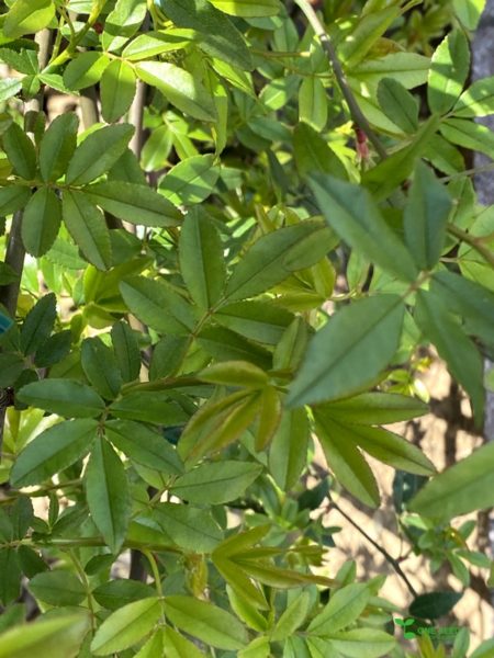 横浜市青葉区ガーデンコンサルタント・デザイン・定期管理