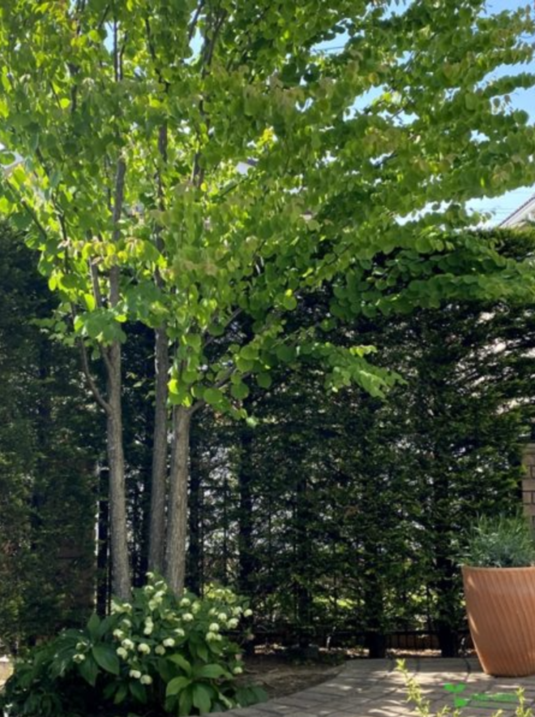 横浜市青葉区　庭　ガーデンデザイン　庭リフォーム