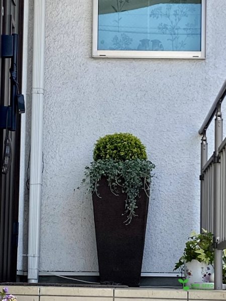 ポイントはポットです。