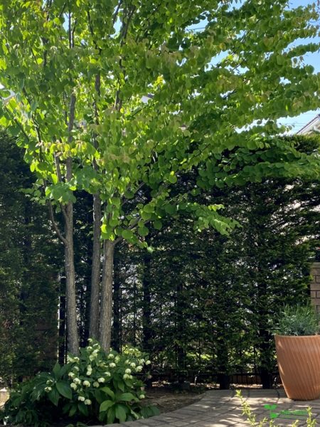 横浜市青葉区ガーデンコンサルタント　デザイン　庭管理