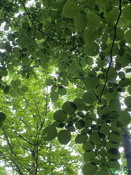 横浜市青葉区ガーデンコンサルタント　デザイン　庭管理