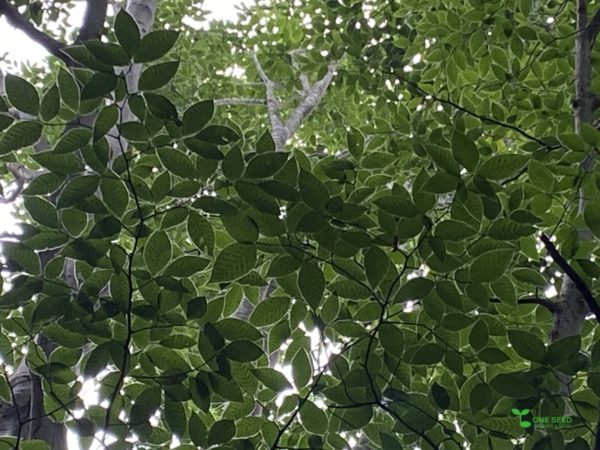 横浜市青葉区ガーデンコンサルタント　デザイン　庭管理