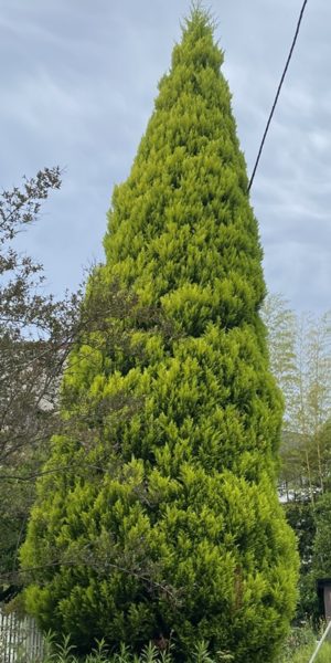 横浜市青葉区ガーデンコンサルタント　デザイン　庭管理