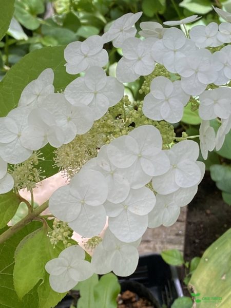 横浜市青葉区ガーデンコンサルタント デザイン 庭管理