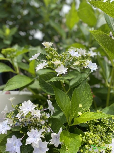 横浜市青葉区ガーデンコンサルタント　デザイン　庭管理