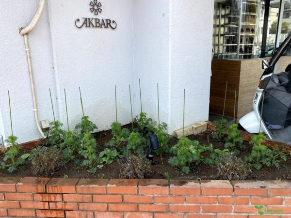 横浜市青葉区ガーデンコンサルタント　育てる庭