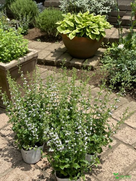 育てる庭　横浜市青葉区庭デザイン